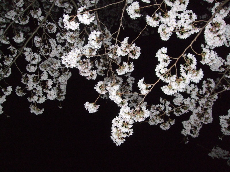 f:id:dohgen:20110407212137j:image