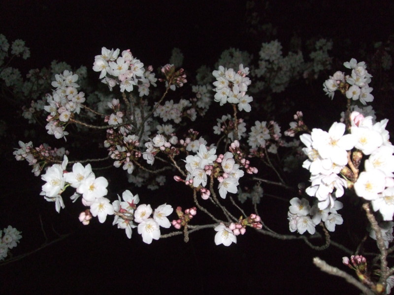 f:id:dohgen:20110407212437j:image