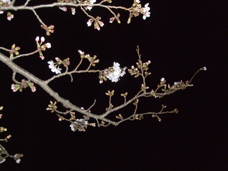 f:id:dohgen:20110407212458j:image