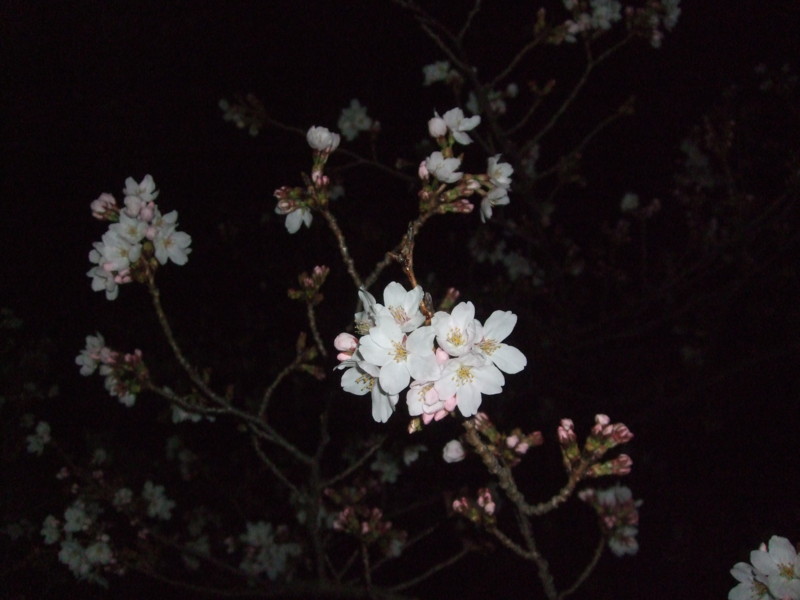 f:id:dohgen:20110407212530j:image