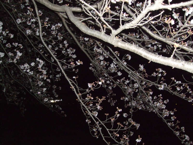 f:id:dohgen:20110407212842j:image