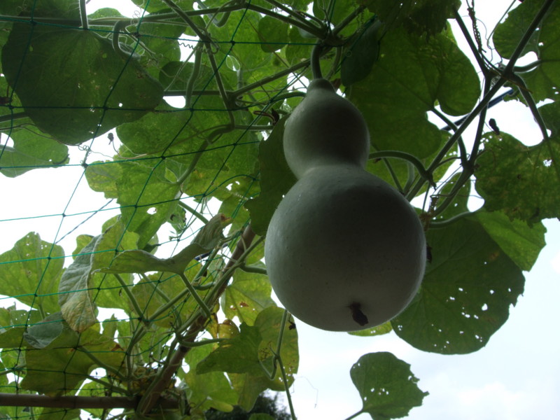 f:id:dohgen:20110813111419j:image:w360