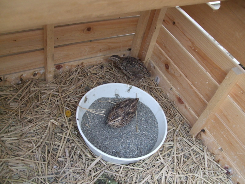 f:id:dohgen:20110813113231j:image:w360