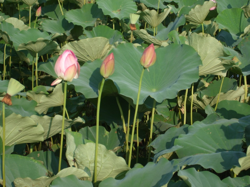 f:id:dohgen:20110828161813j:image:w360