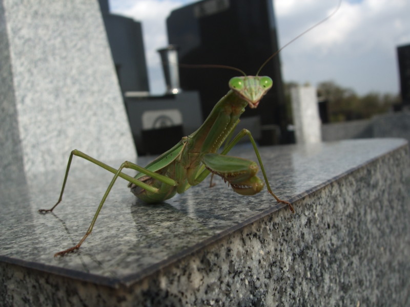 f:id:dohgen:20111107132508j:image:w360 f:id:dohgen:20111107132508j:image:w360