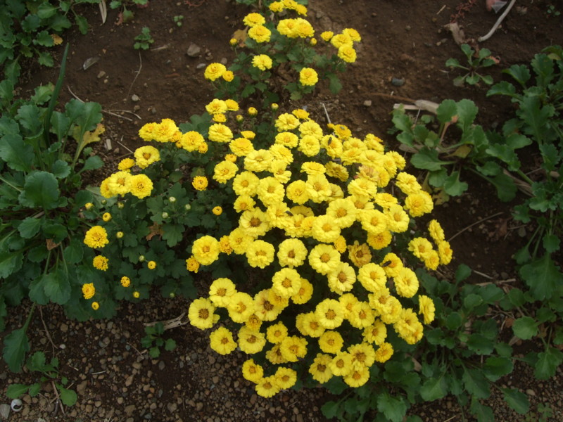 f:id:dohgen:20111107132938j:image:w360 f:id:dohgen:20111107132938j:image:w360