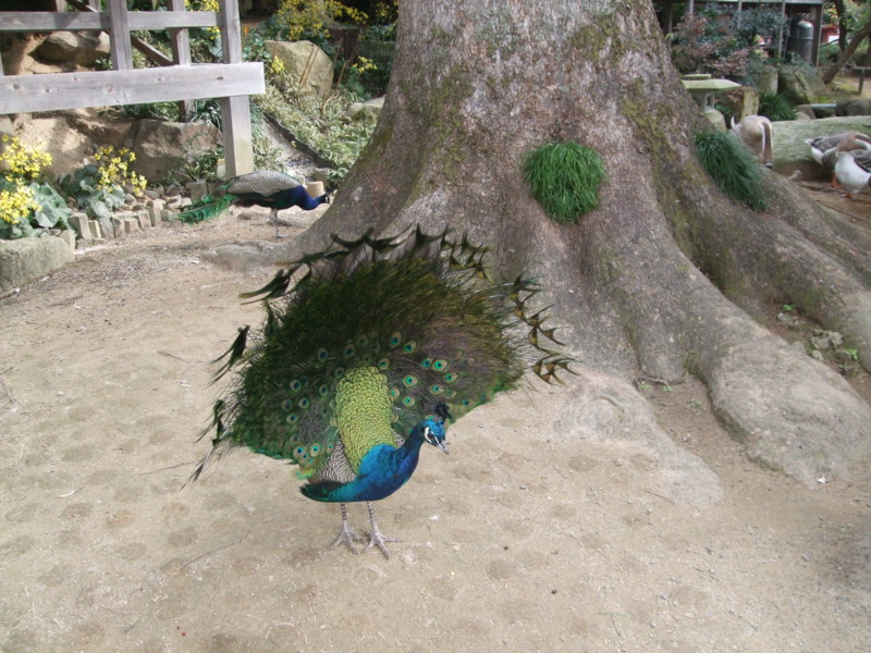 f:id:dohgen:20111110102222j:image:w360 f:id:dohgen:20111110102222j:image:w360