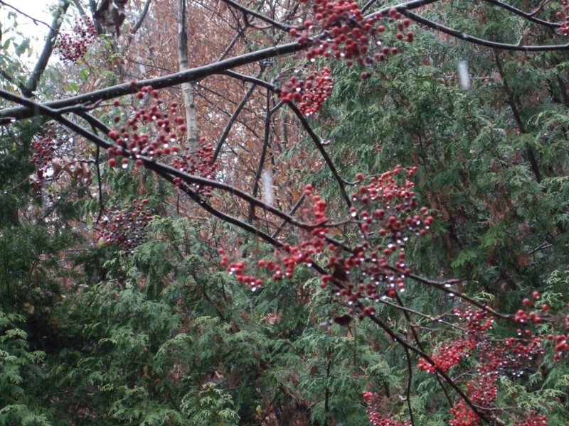 f:id:dohgen:20111111102020j:image:w360 f:id:dohgen:20111111102020j:image:w360