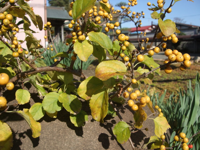 f:id:dohgen:20111125123207j:image:w360 f:id:dohgen:20111125123207j:image:w360