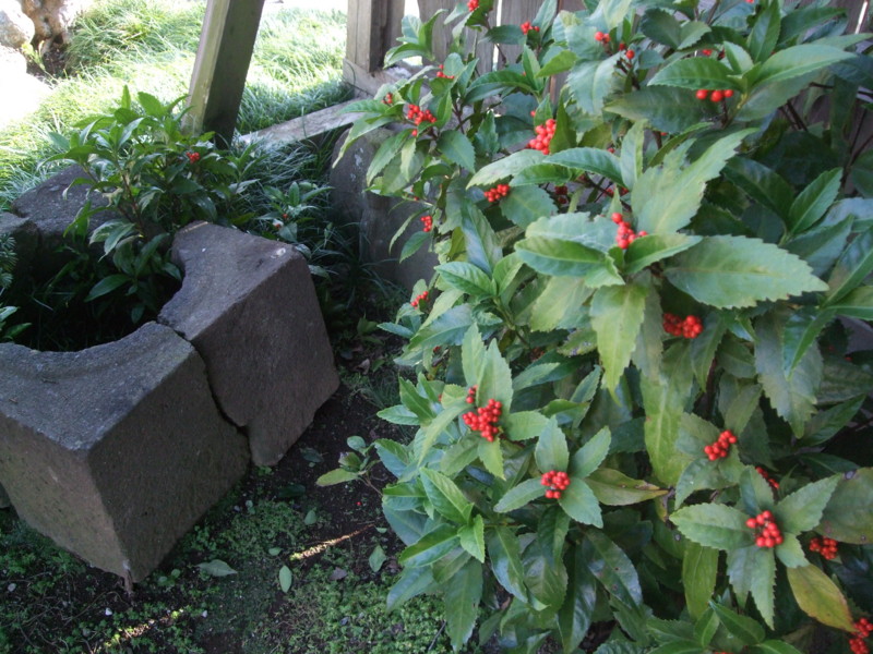 f:id:dohgen:20111125123423j:image:w360 f:id:dohgen:20111125123423j:image:w360