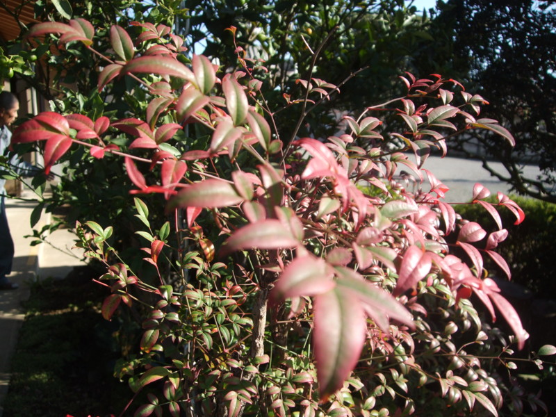 f:id:dohgen:20111125123453j:image:w360 f:id:dohgen:20111125123453j:image:w360
