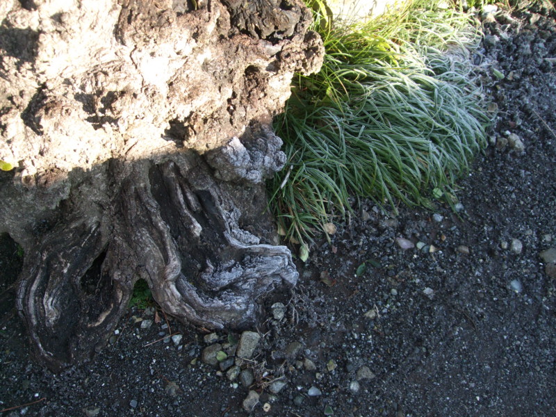 f:id:dohgen:20111210081851j:image:w360