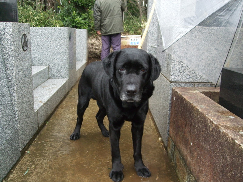 f:id:dohgen:20120318143430j:image:w360