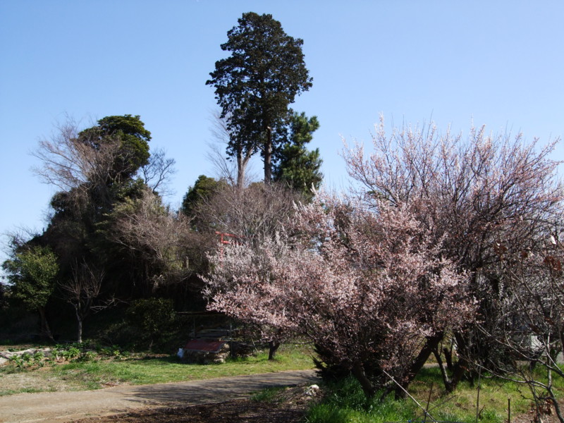 f:id:dohgen:20120321095321j:image:w360