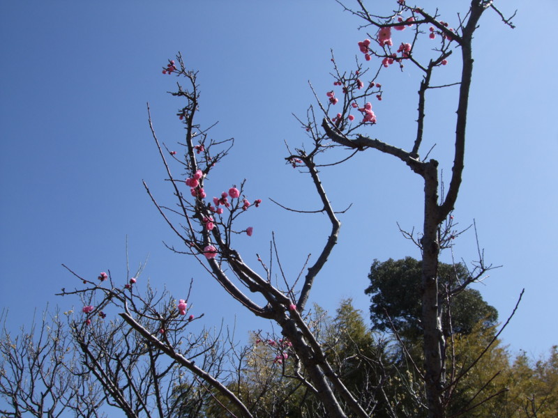 f:id:dohgen:20120321095445j:image:w360