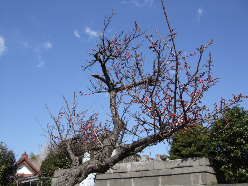 f:id:dohgen:20120321095500j:image:w360
