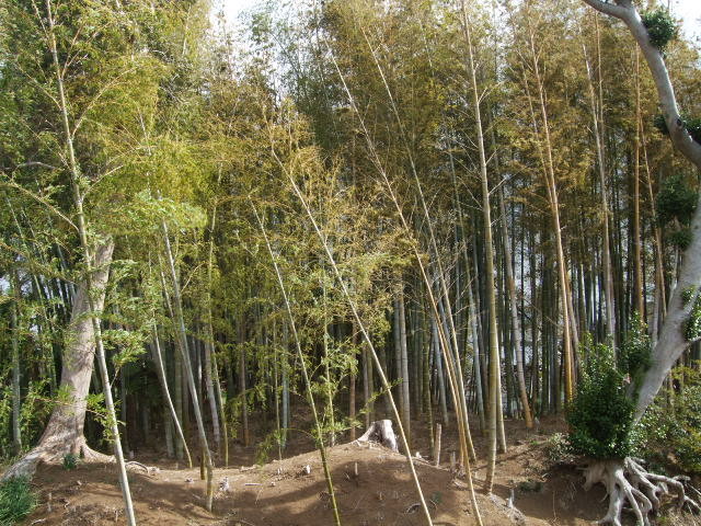 f:id:dohgen:20120331092233j:image:w360