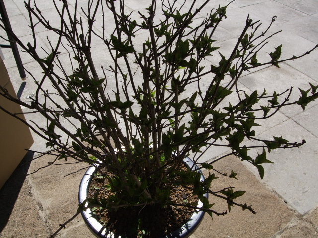 f:id:dohgen:20120408092814j:image:w360