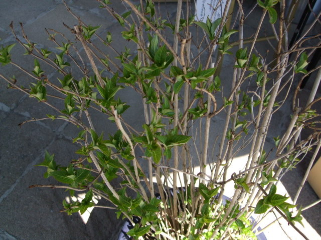 f:id:dohgen:20120408092824j:image:w360