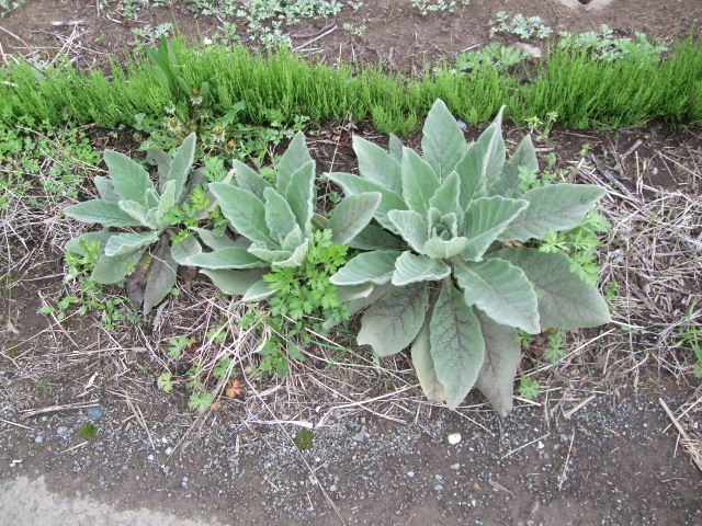 f:id:dohgen:20120419062144j:image:w360