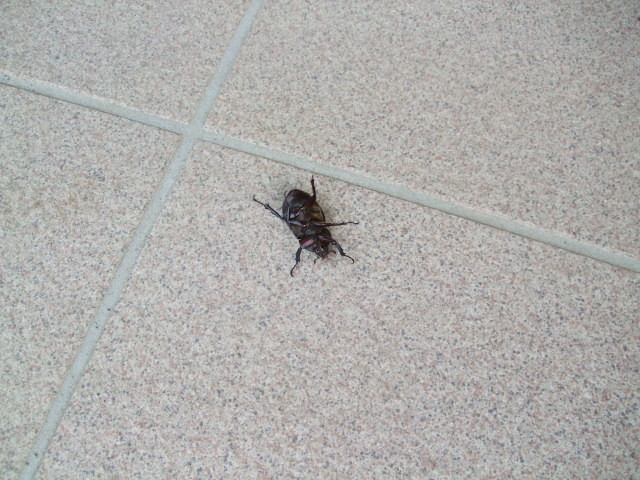 f:id:dohgen:20120815063320j:image:w360