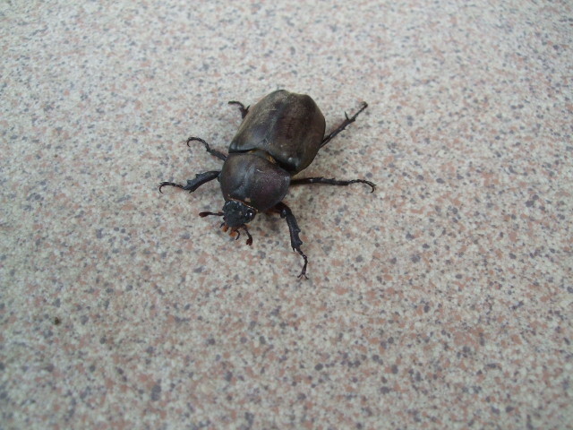 f:id:dohgen:20120815063342j:image:w360