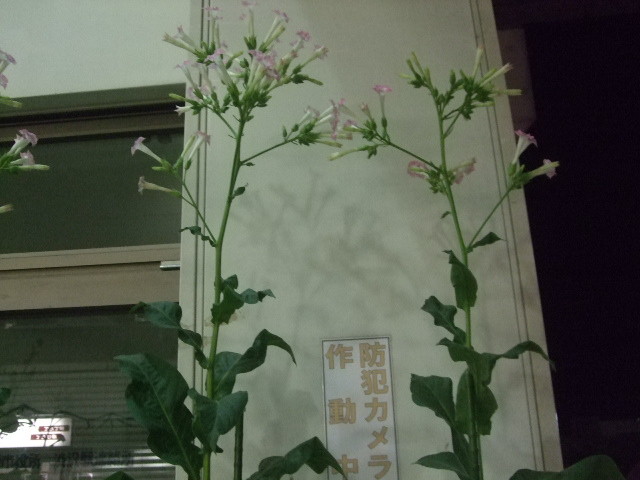 f:id:dohgen:20120918194934j:image:w360