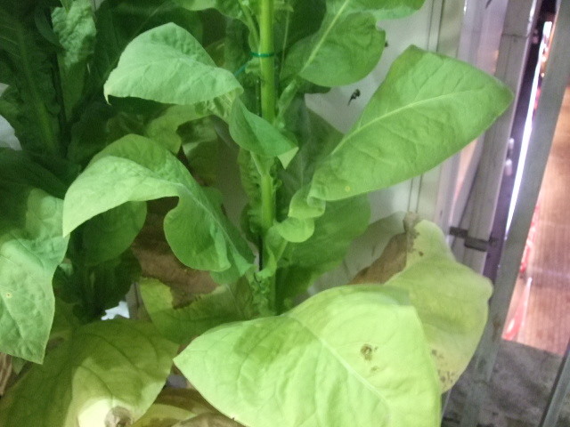 f:id:dohgen:20120918194941j:image:w360