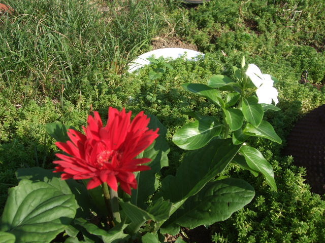 f:id:dohgen:20120920141712j:image:w360