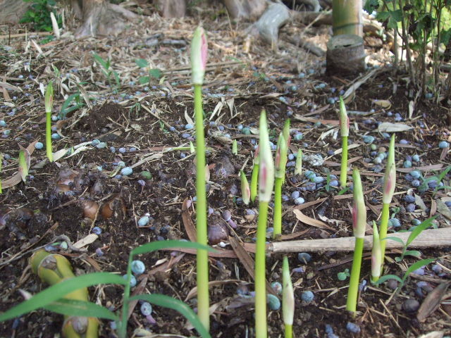 f:id:dohgen:20120920141905j:image:w360