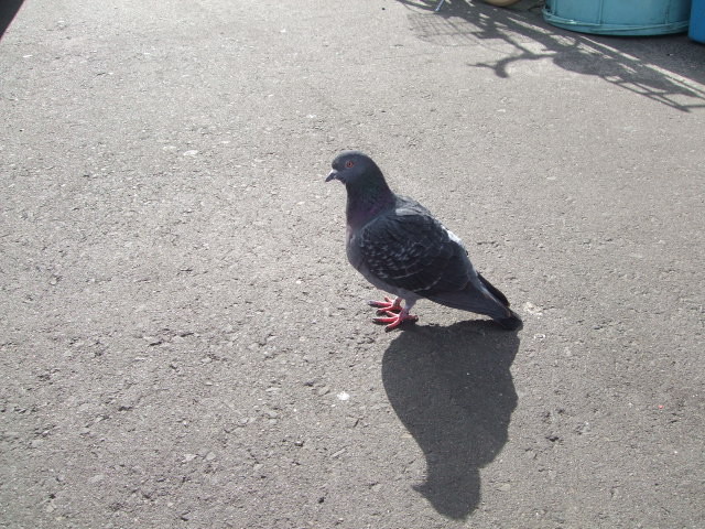 f:id:dohgen:20121121113233j:image:w360