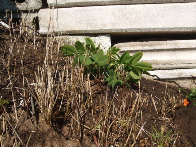 f:id:dohgen:20121125121514j:image:w360
