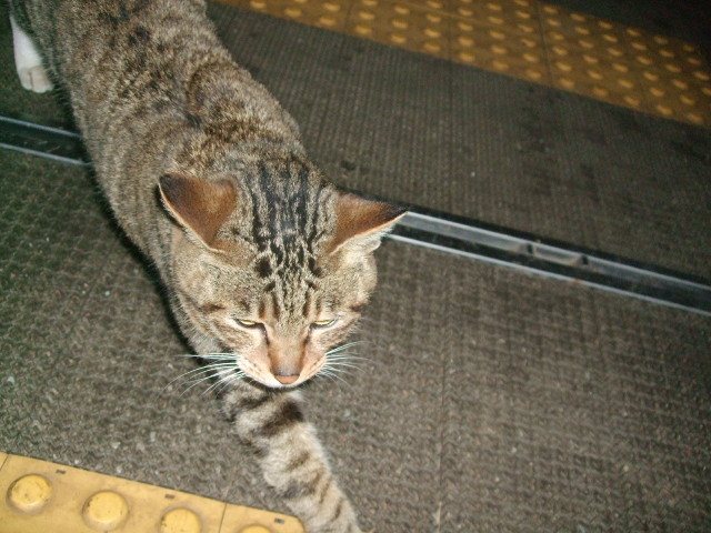 f:id:dohgen:20121229062605j:image:w360