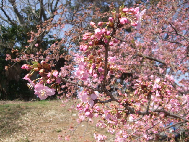 f:id:dohgen:20130309095804j:image:w360
