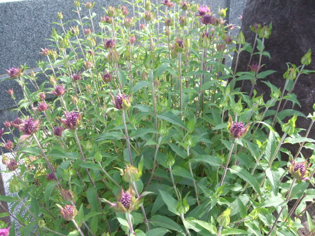 f:id:dohgen:20130531152424j:image:w360 f:id:dohgen:20130531152424j:image:w360