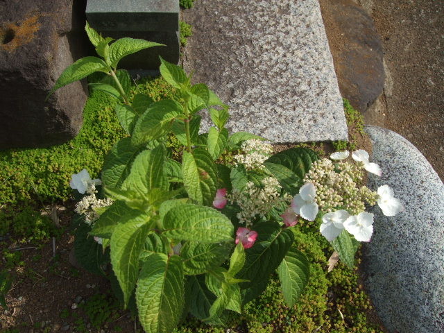 f:id:dohgen:20130531152431j:image:w360 f:id:dohgen:20130531152431j:image:w360