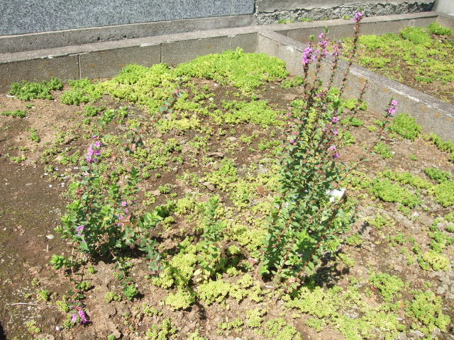 f:id:dohgen:20130919104945j:image:w360