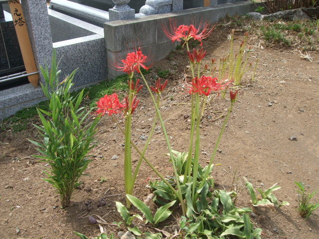 f:id:dohgen:20130923113548j:image:w360