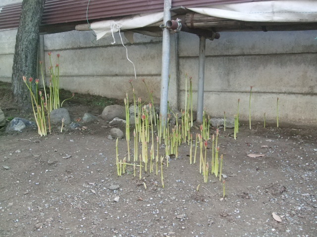f:id:dohgen:20130923152752j:image:w360