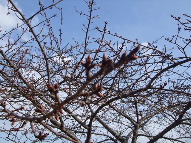 f:id:dohgen:20140118100905j:image:w360