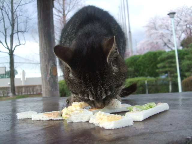 f:id:dohgen:20140405064439j:image:w360