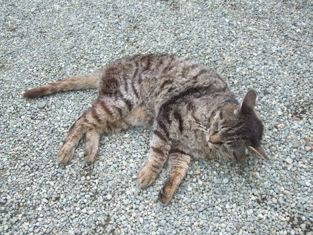 f:id:dohgen:20140609145359j:image:w360 f:id:dohgen:20140609145359j:image:w360