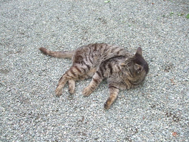 f:id:dohgen:20140609145403j:image:w360 f:id:dohgen:20140609145403j:image:w360