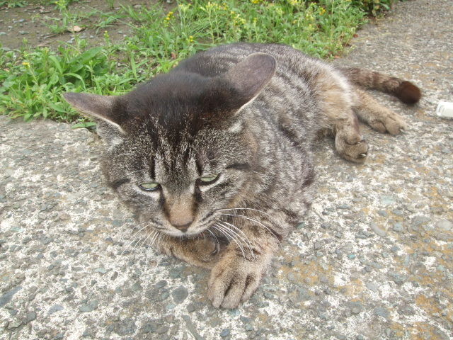 f:id:dohgen:20140609145850j:image:w360 f:id:dohgen:20140609145850j:image:w360