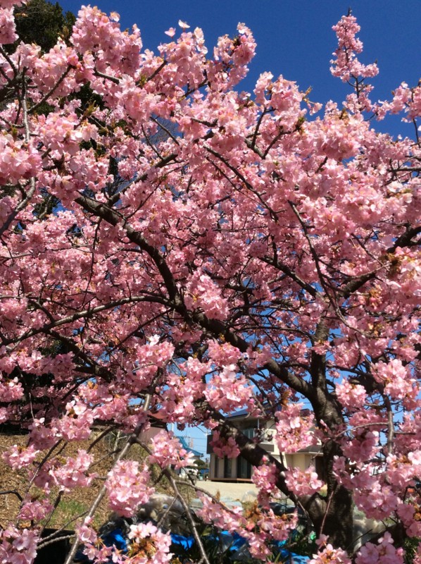 f:id:dohgen:20150316161244j:image f:id:dohgen:20150316161244j:image