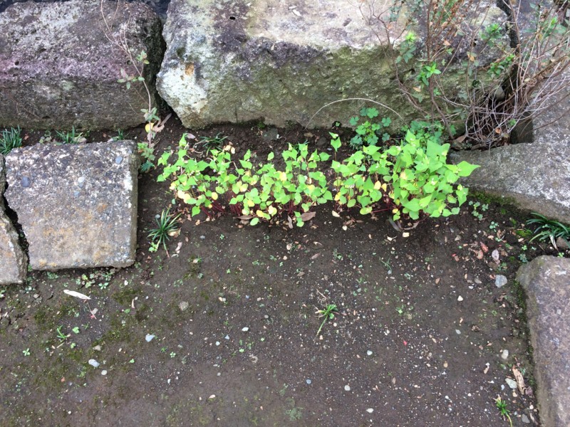 f:id:dohgen:20161010092016j:image