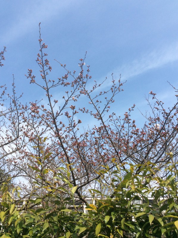 f:id:dohgen:20170329085505j:image