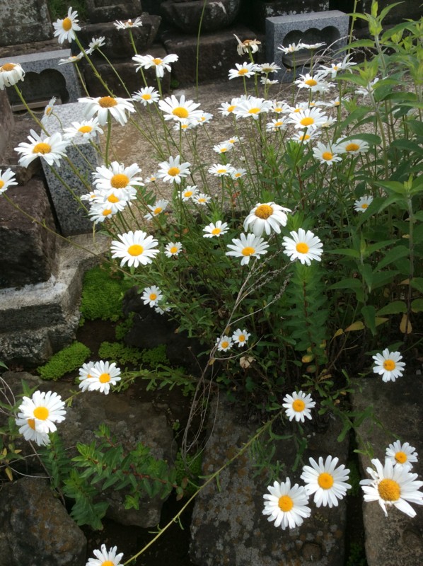 f:id:dohgen:20170516082552j:image