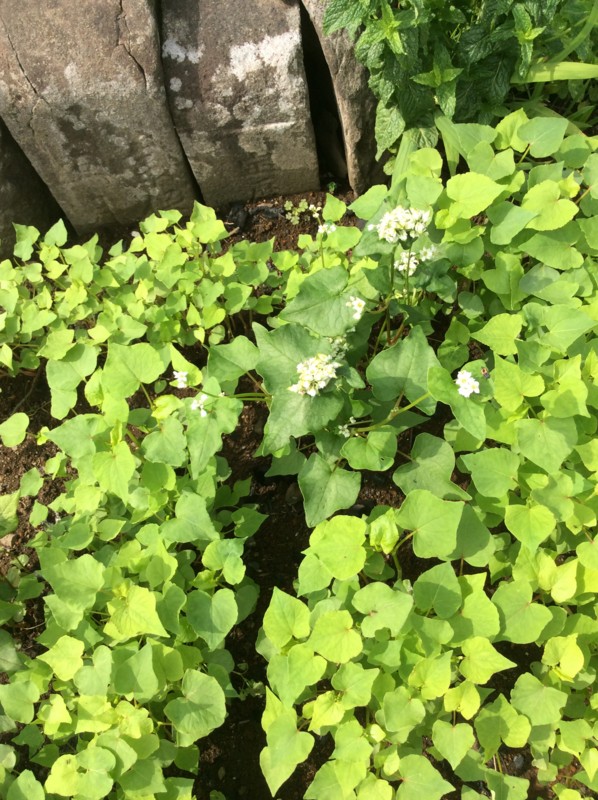 f:id:dohgen:20170516083025j:image
