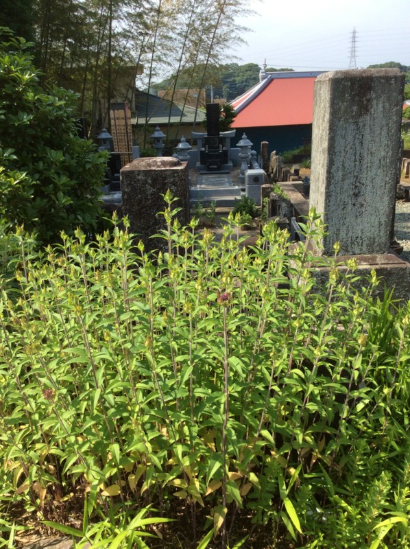 f:id:dohgen:20170529084535j:image